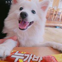 라따또이 프로필