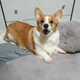 희향