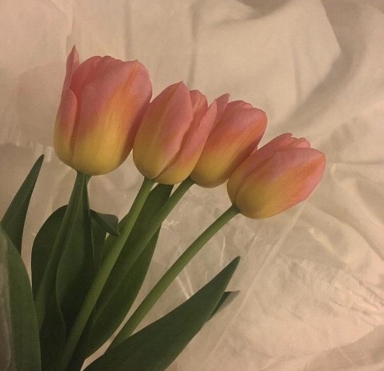 새럼 프로필