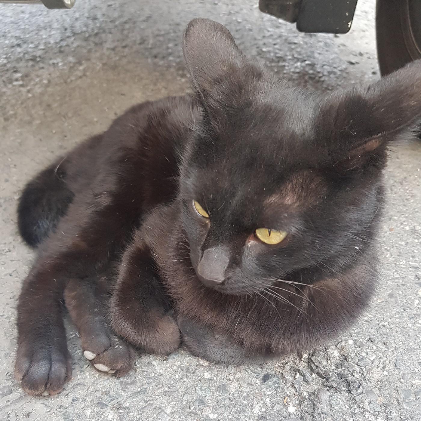 펭9인 프로필
