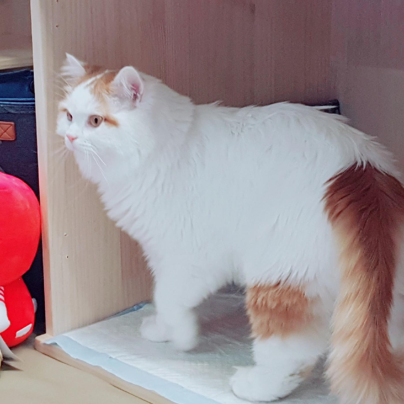 idel 프로필