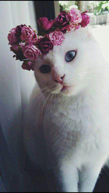 옆집아줌마 프로필