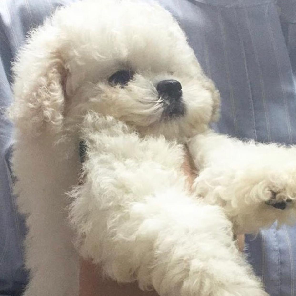 뿌아뿌아뿌 프로필