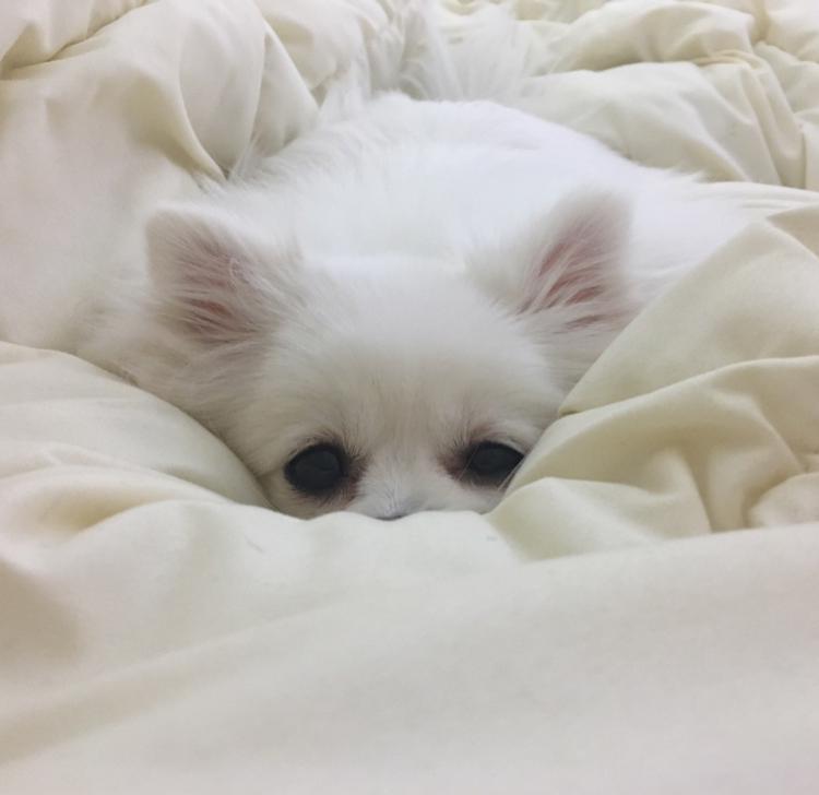 쿠모언니 프로필