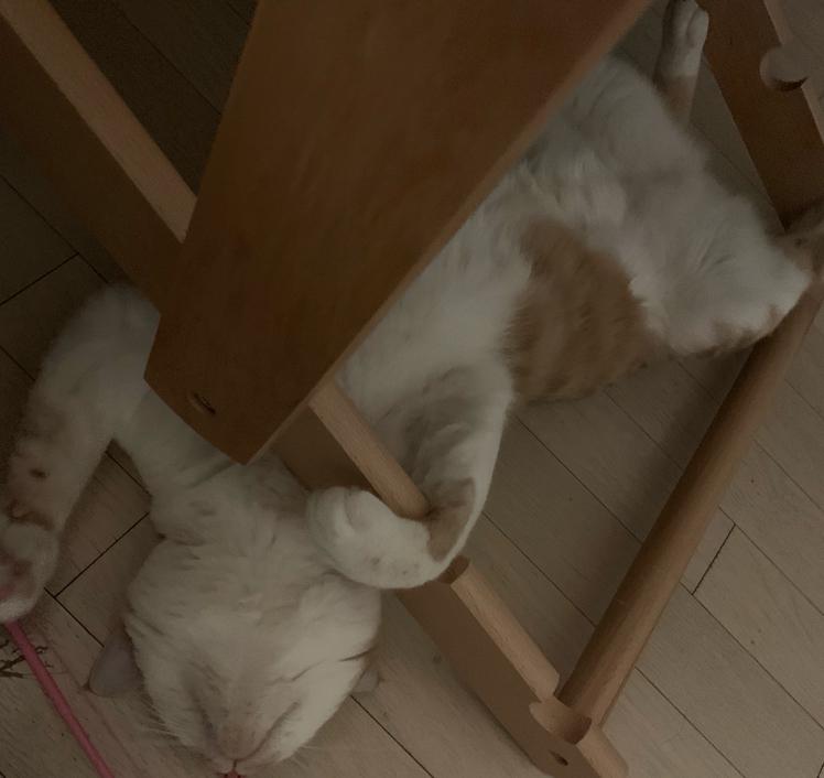 러블버블 프로필