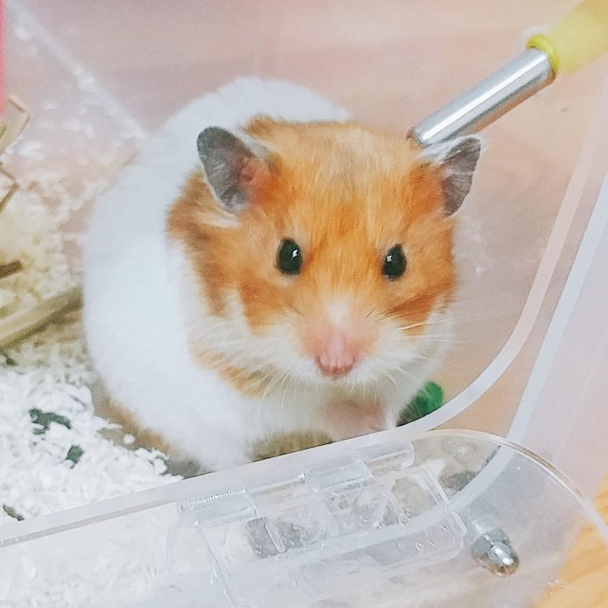 아몽즈 프로필