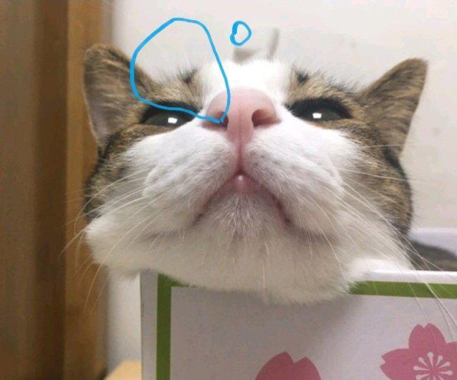 포픽 프로필