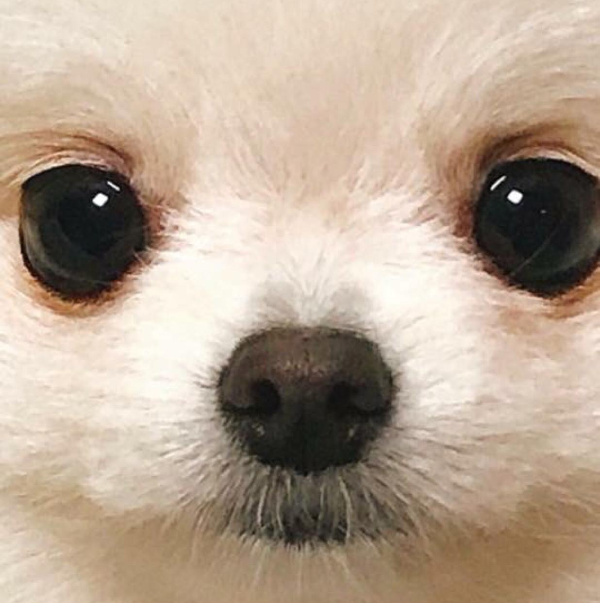 채채쿨레호 프로필