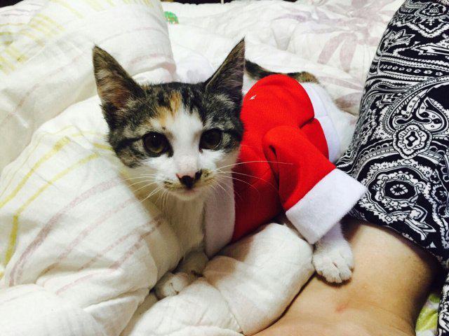 유우우림 프로필