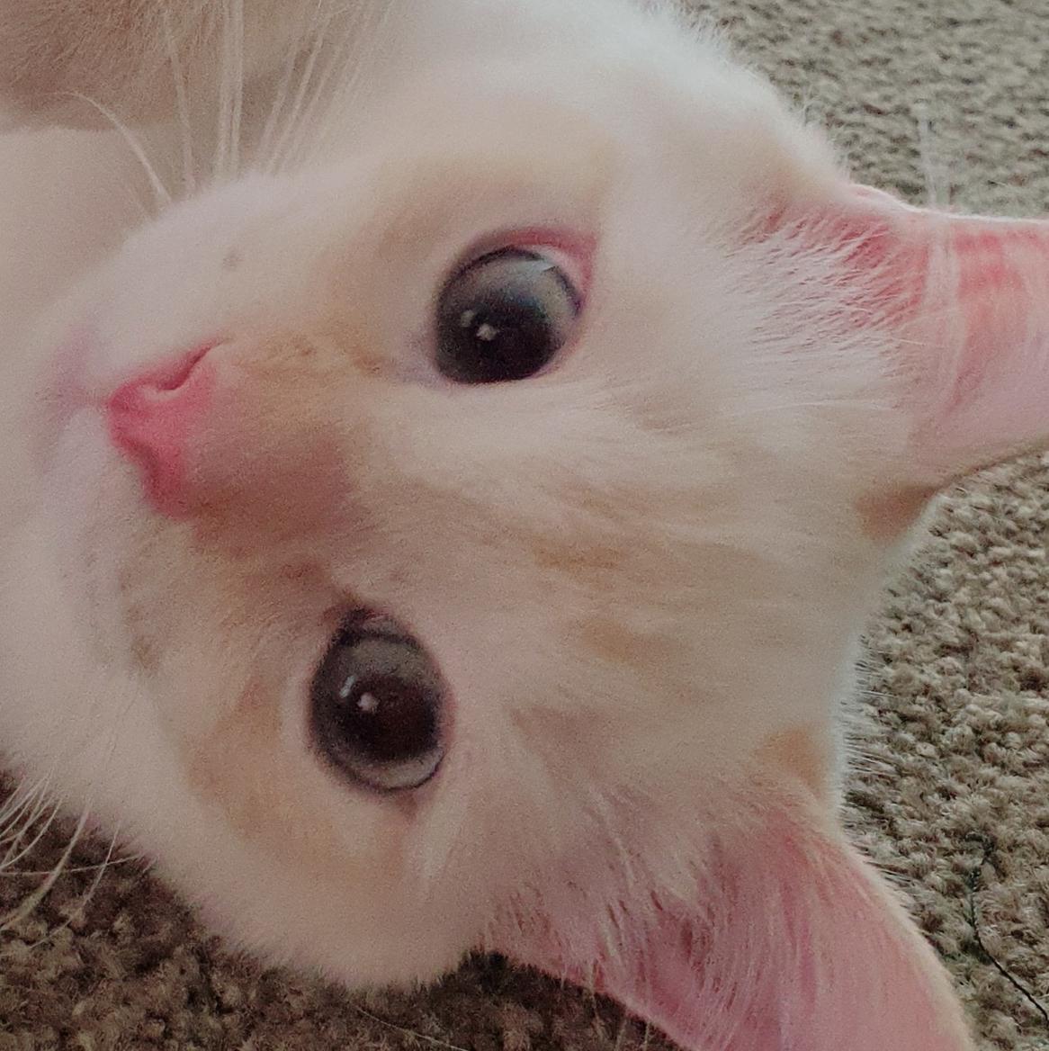 엘@ 프로필