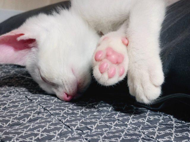 랫비 프로필