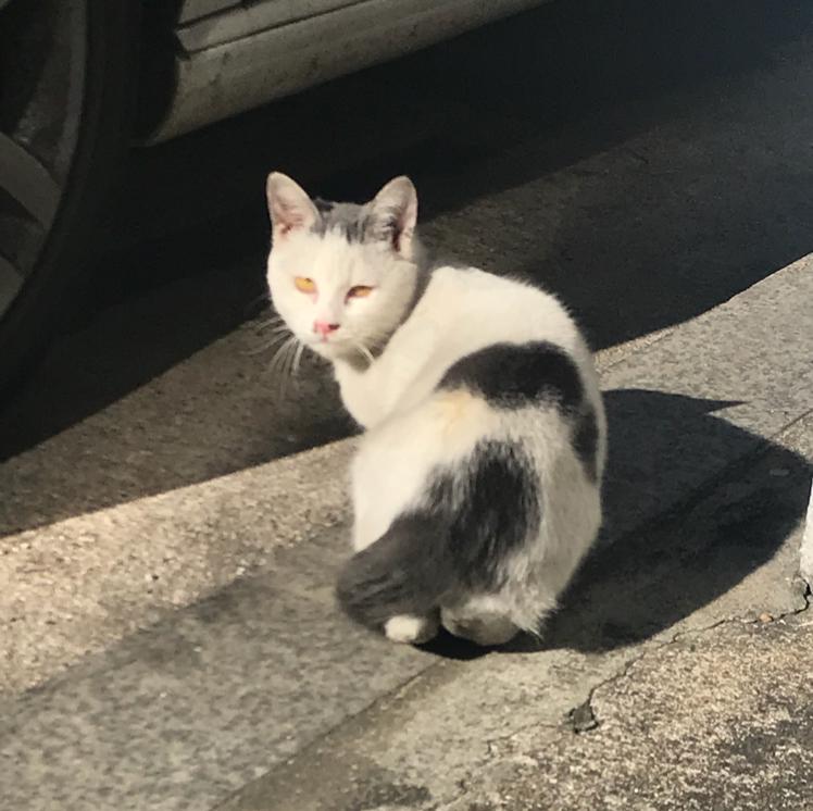 냐냐나냐 프로필