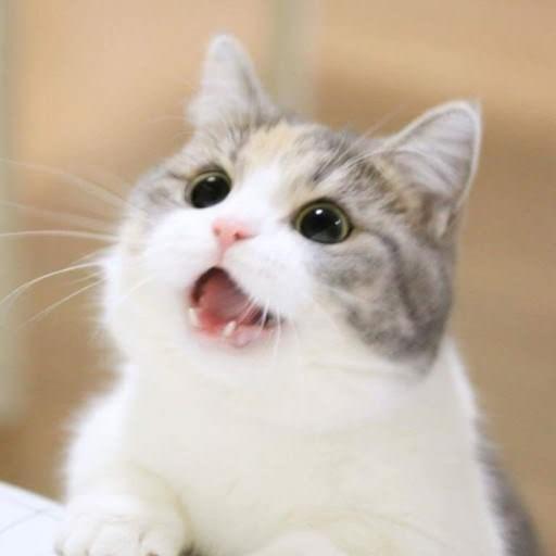 고놈참실허다내껀데 프로필