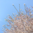 빛세연