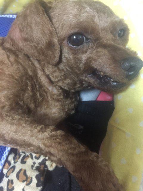 신링고 프로필