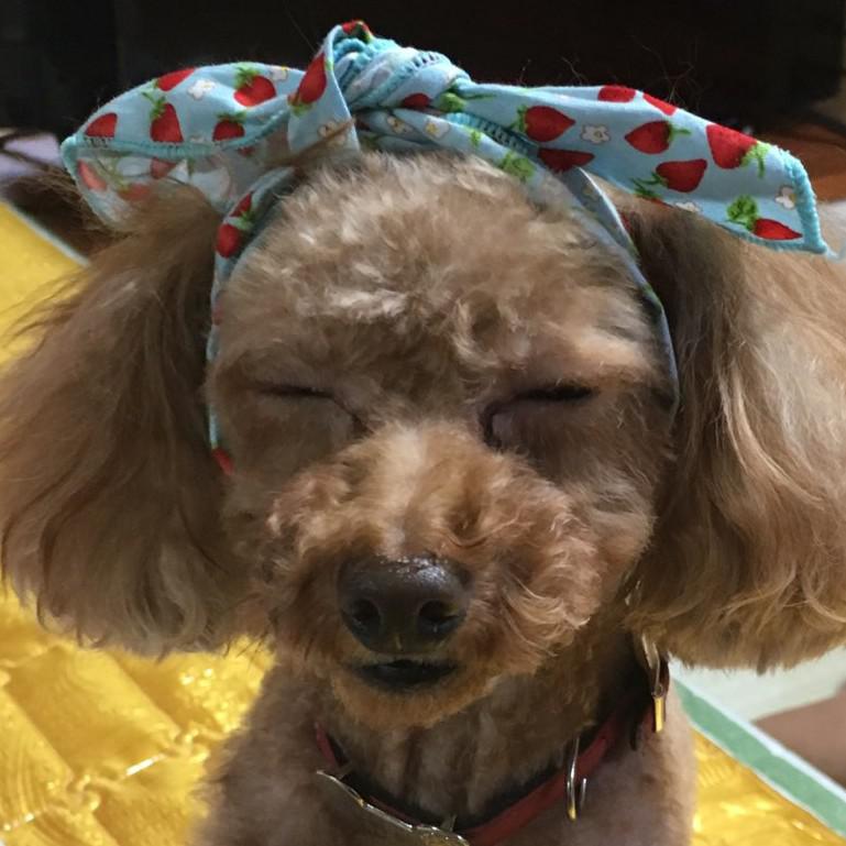 코덕히히 프로필