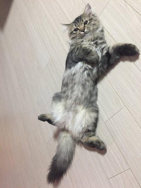 죠니스 프로필