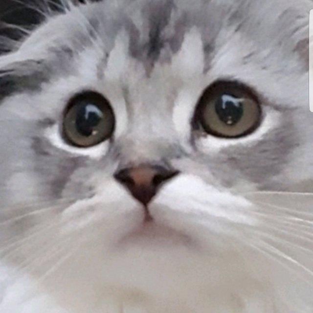 최현서양 프로필