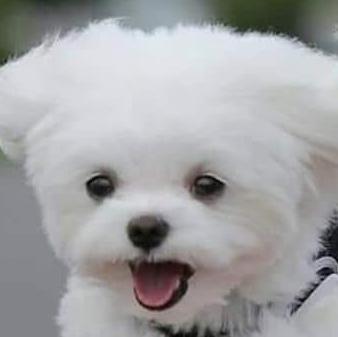 ㅌㅍ 프로필