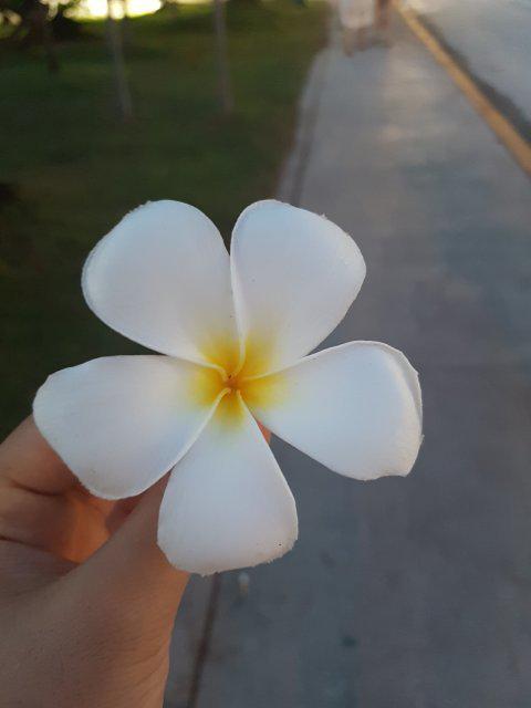 맹고스 프로필