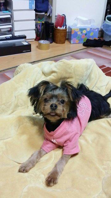 로라제이 프로필