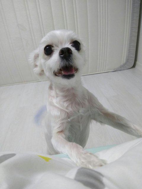 고뚱양 프로필