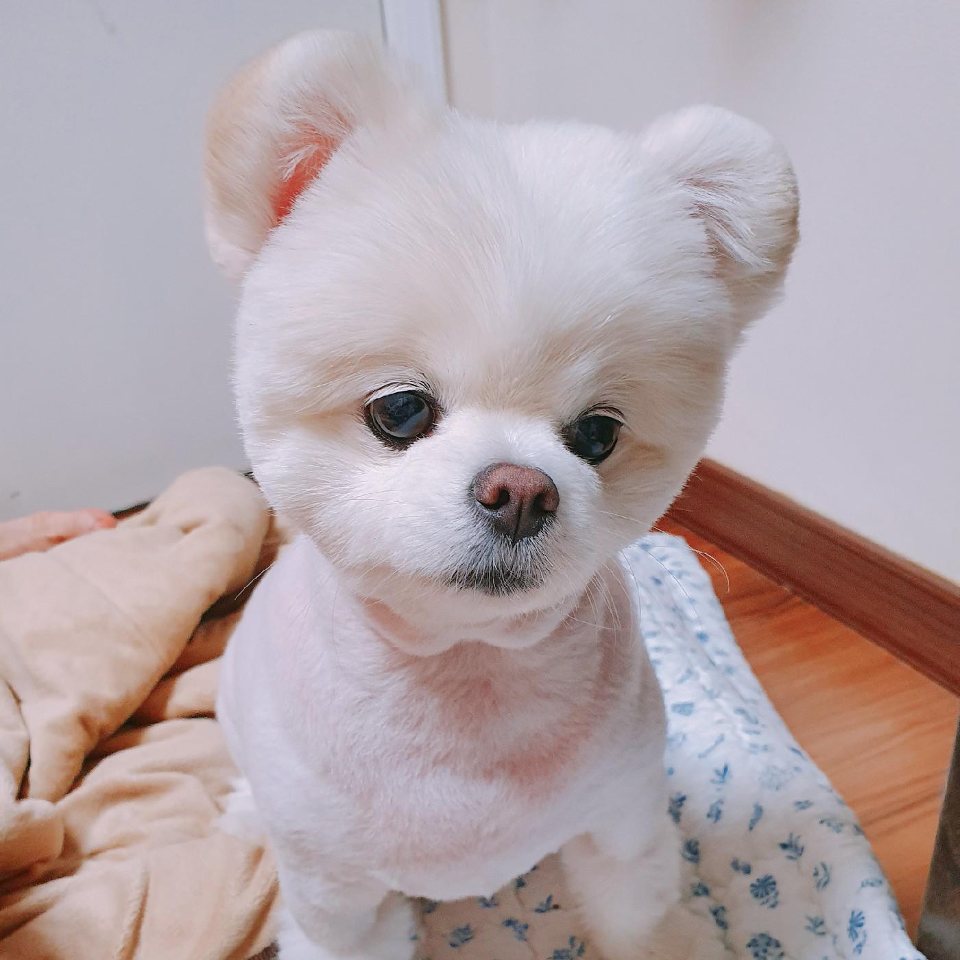 조코코뿡 프로필