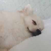 우리복실이 프로필
