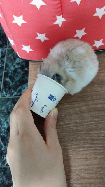 햄져 프로필