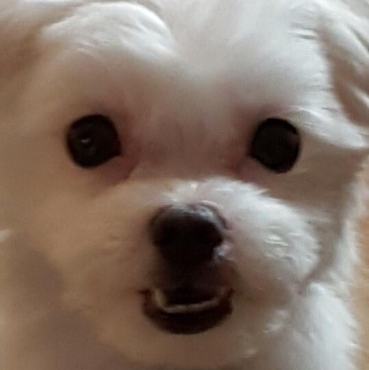 너정말혼날래 프로필