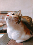뇽구리