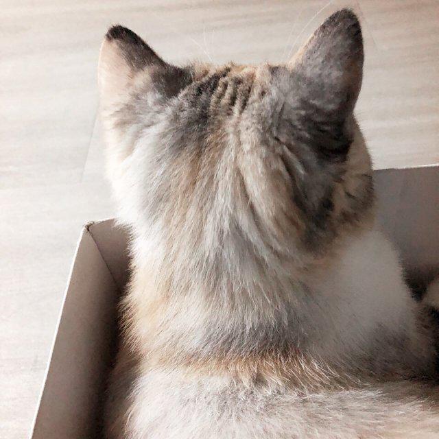 꽁미미 프로필
