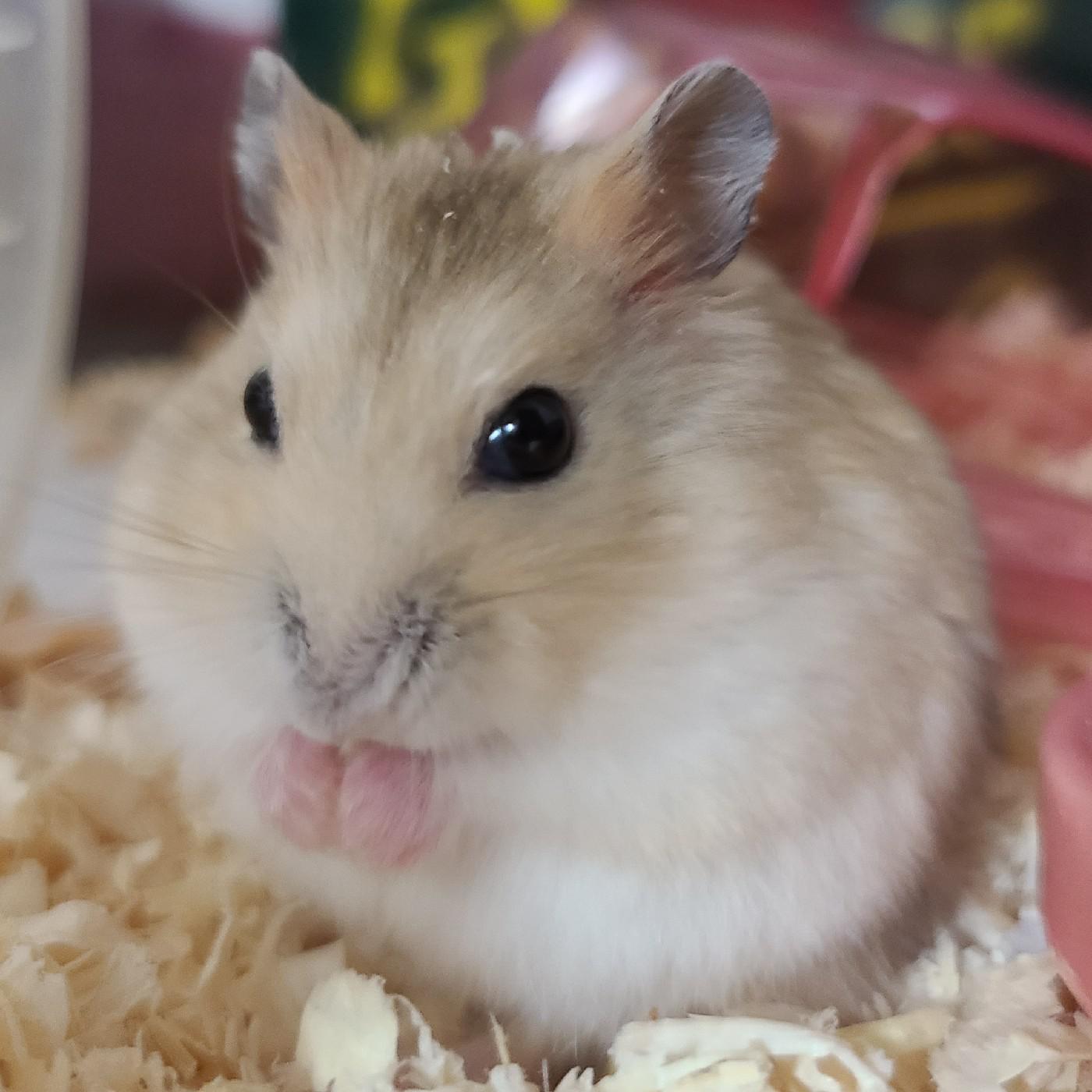 라이카레라이스 프로필