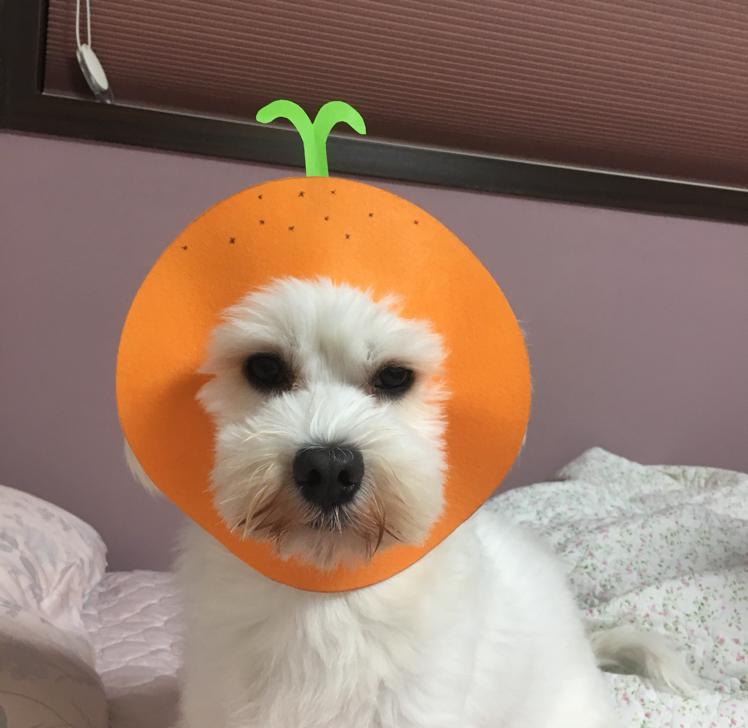 두부루루 프로필