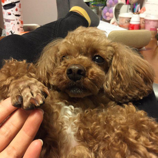 옴뇬욤 프로필