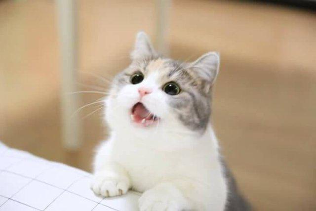래이래이 프로필