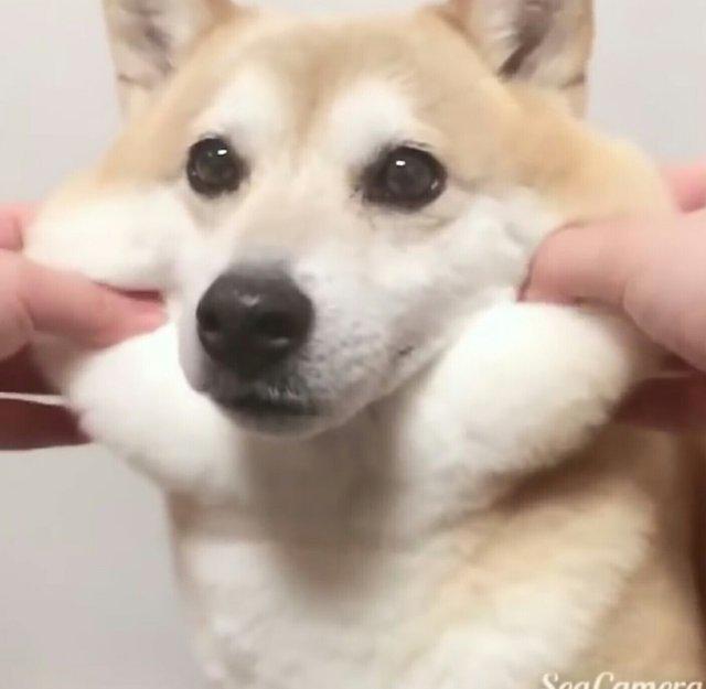 코랄캔디 프로필