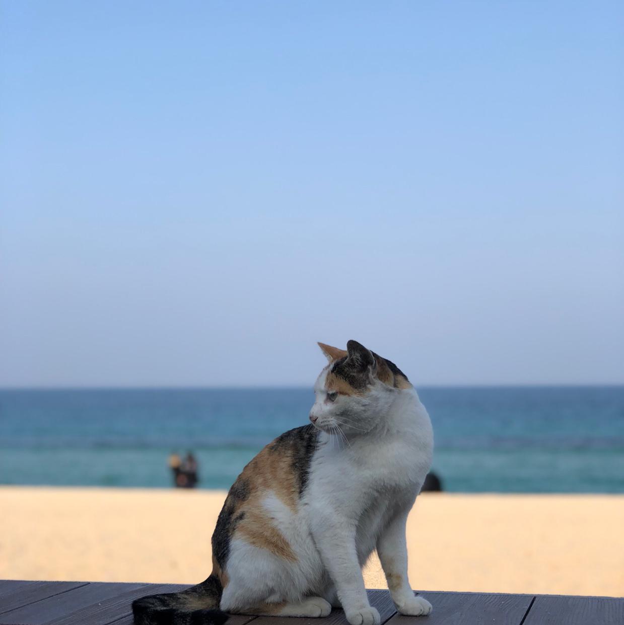 조은조응 프로필