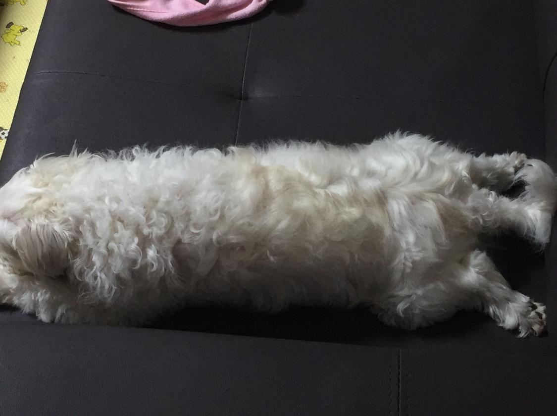 김살라뿡동생 프로필