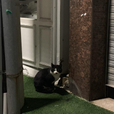 볼넷
