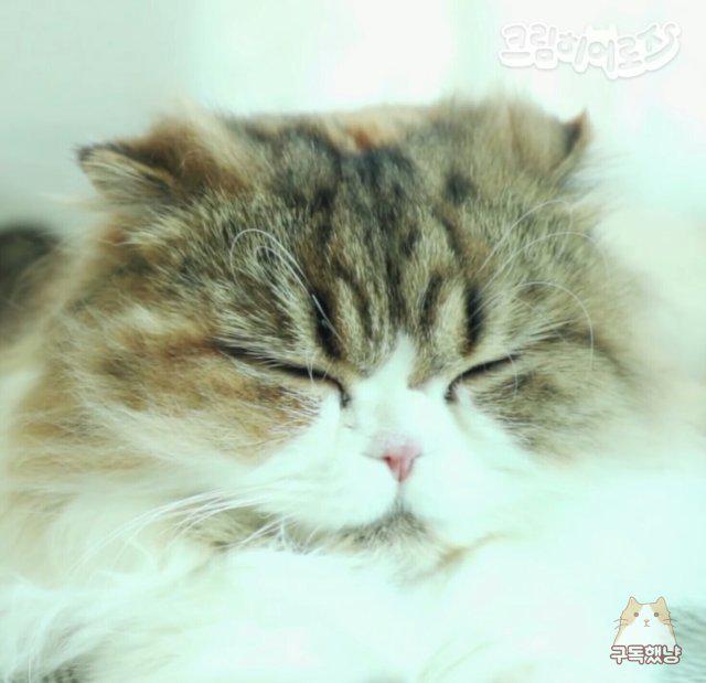 루루꼬리맘마 프로필