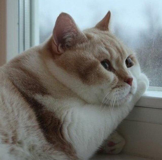 꺄햐 프로필