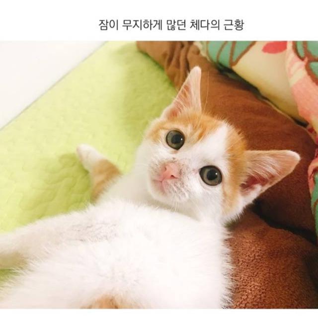 홍운울 프로필