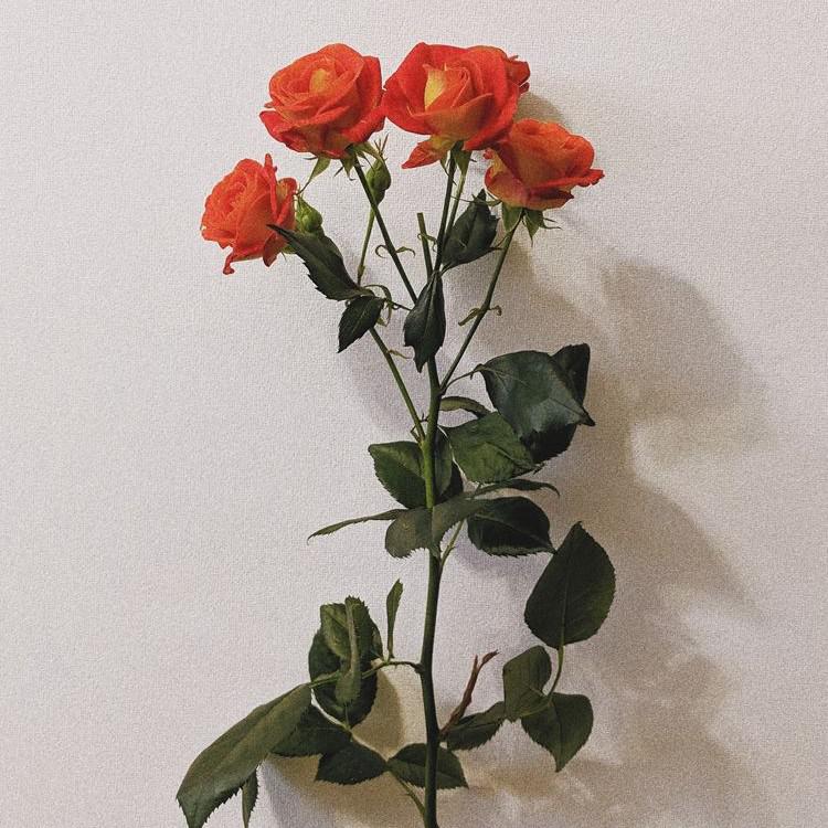 진이찌니 프로필