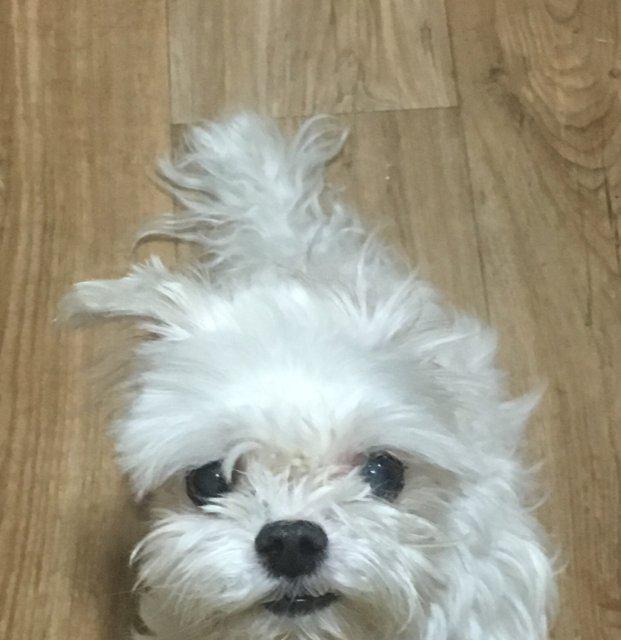 창섭모찌 프로필