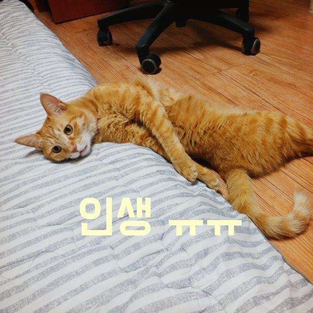 김깨알 프로필