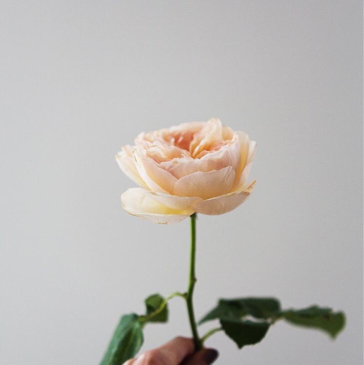 꽃쮸야 프로필