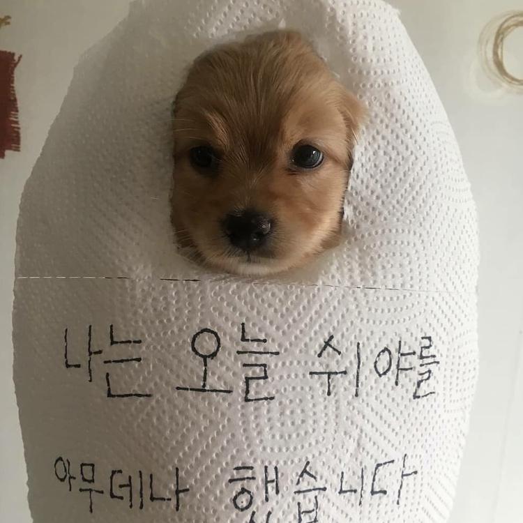 !띠드버거! 프로필