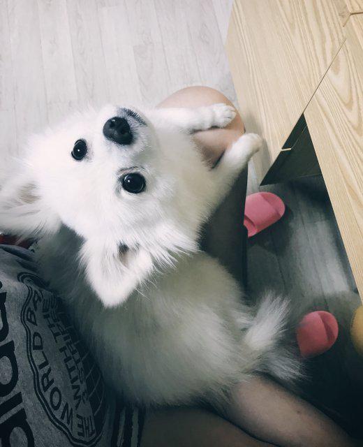 키묘주 프로필