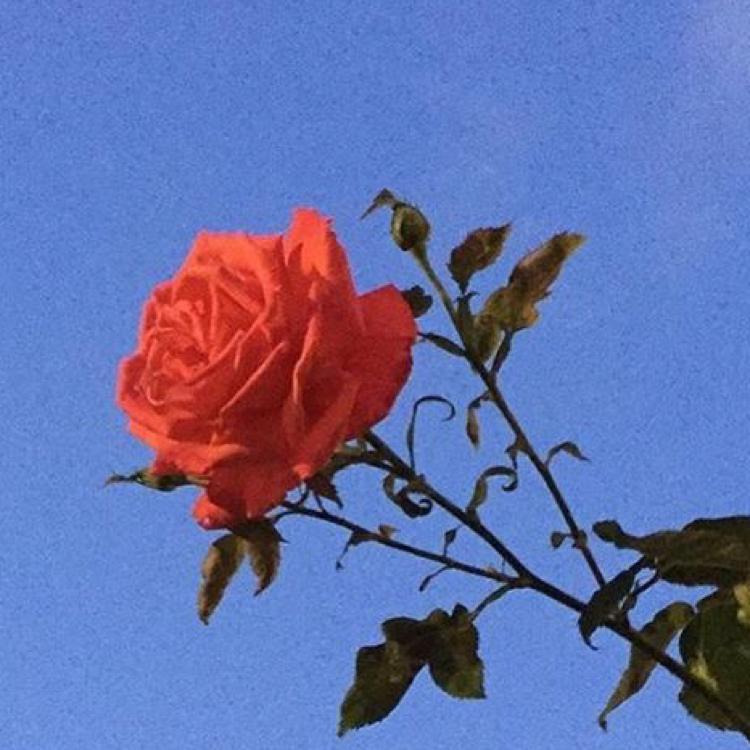 코코달링 프로필